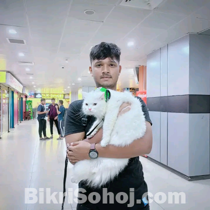 Persian cat(male)